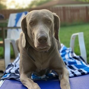 Meet your Posher, Alex